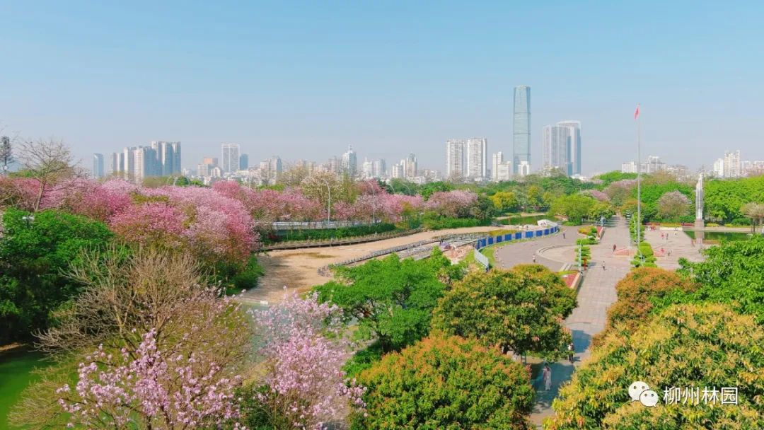 广西柳州，28万株市花洋紫荆盛开